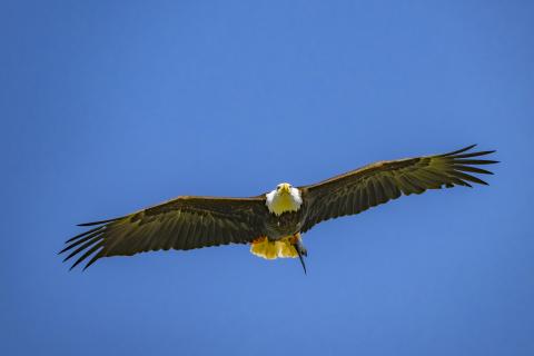 Yuwala eagle